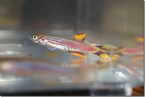 125_pyrophore